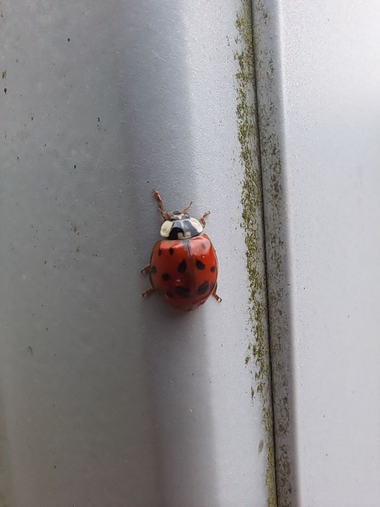 its the same ladybird!