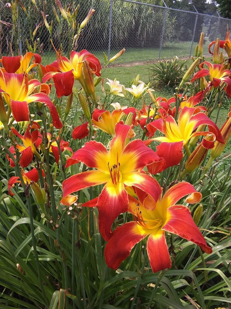 Titan Goddess - 2022 - Reeder - Tetraploid - (Welding The Titanic x Eos At Dawn) X Wookie Goddess - 42” scape - 7” flower - 4 branches - 20 buds - Mid - Dormant - Bright red with white edges and chartreuse to golden throat. #daylilies #daylily #daylilyfeed sundragondaylilies.com