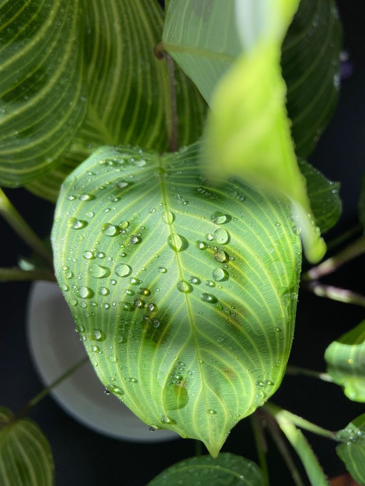close view of one of my plants with water drops on a leaf