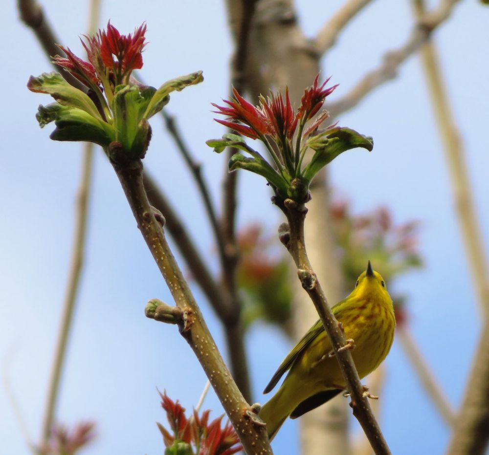 Male yellow warbler (songbird) looking up, perched on a small branch with red flowers at its end.