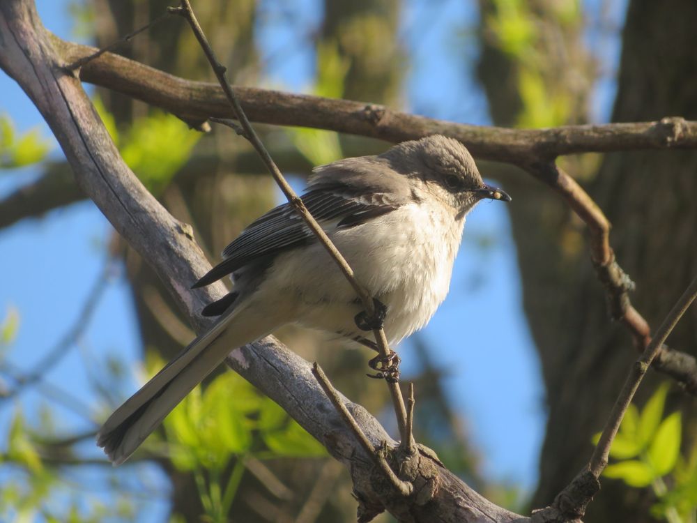 Northern mockingbird perched on branch, looking towards frame-right, with grub in its mouth