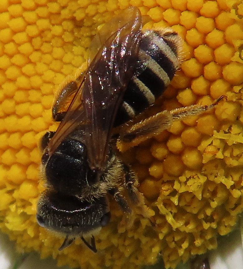 Close-up of halictid bee on the florets in the disk of a flower.