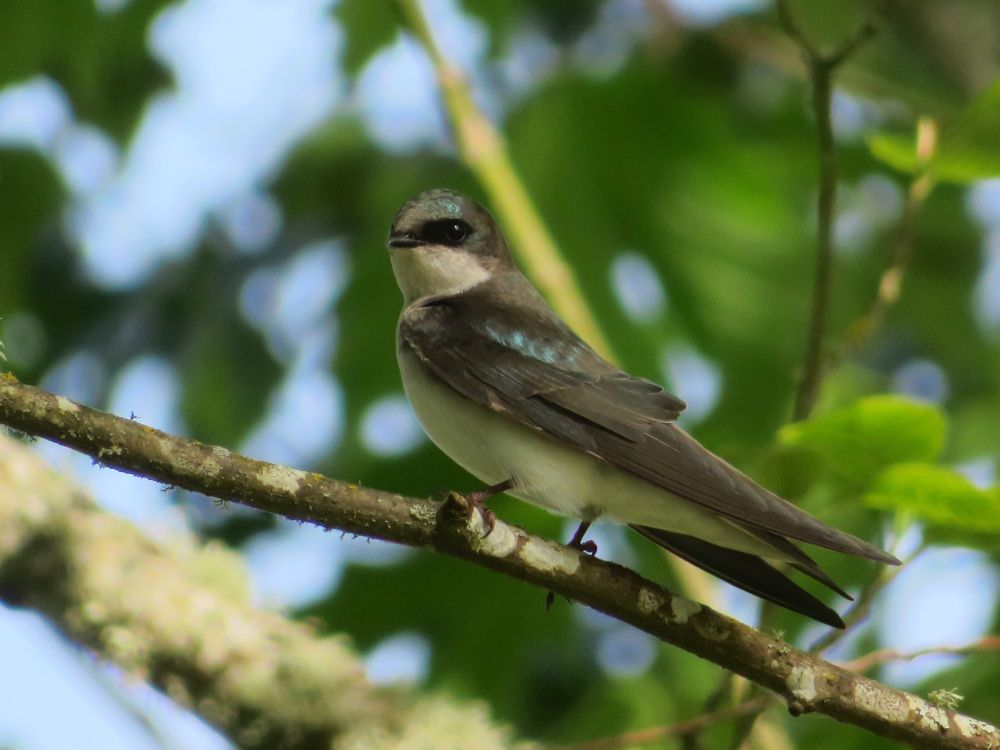 Close up of tree swallow on a thin branch with out of focus leaves in the background. This tree swallow has a mostly gray back with only a little blue showing.