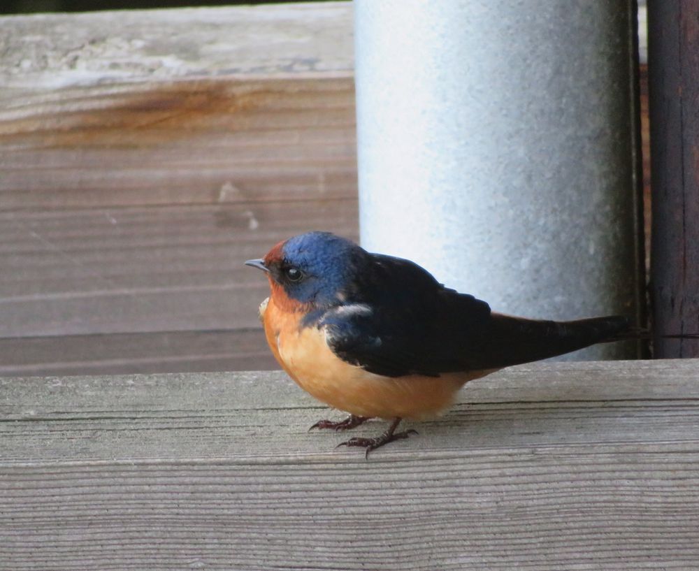 Small barn swallow on wood deck panels.