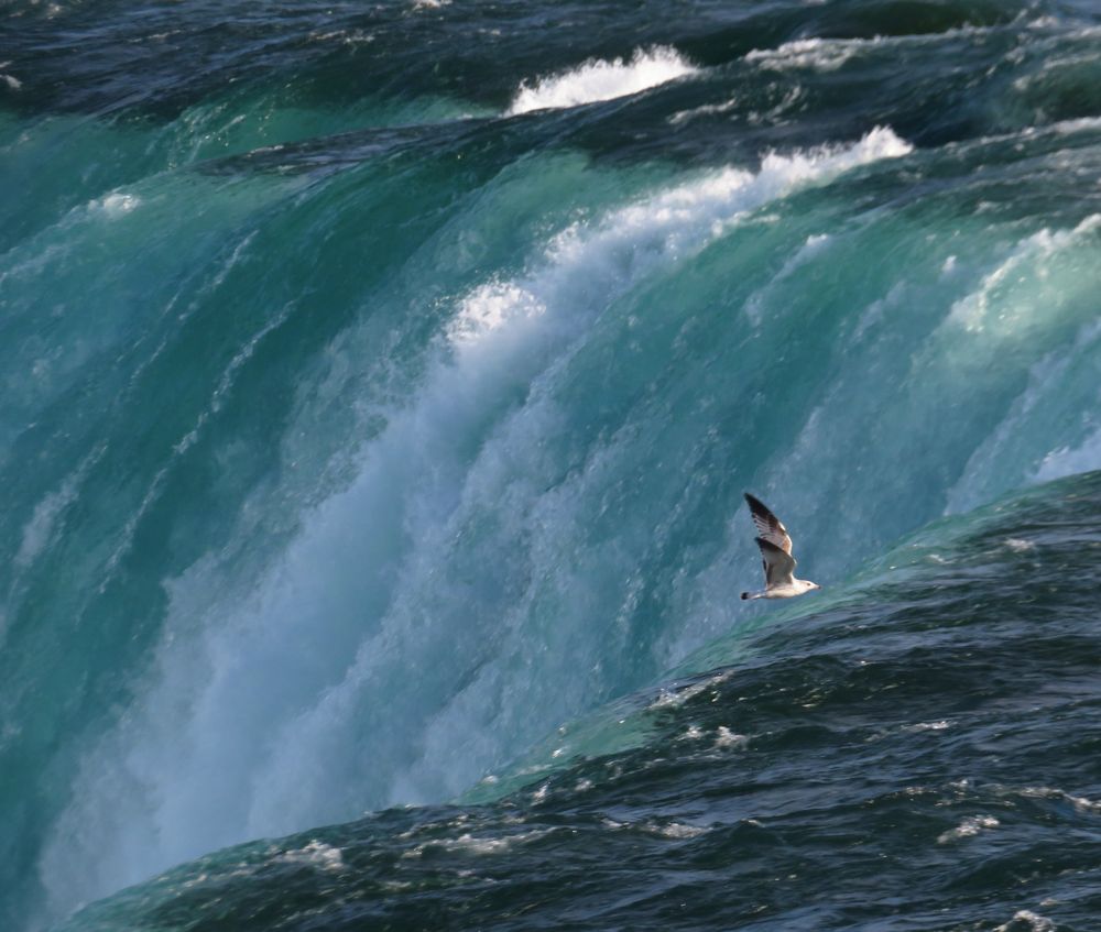 ring-billed gull over the edge of Niagara falls