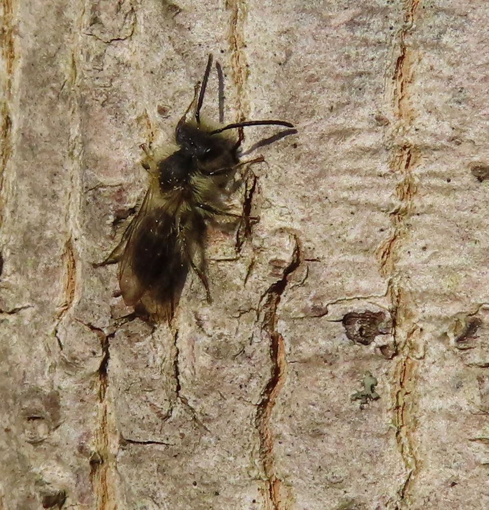 Close-up of Andrena bee on bark of tree