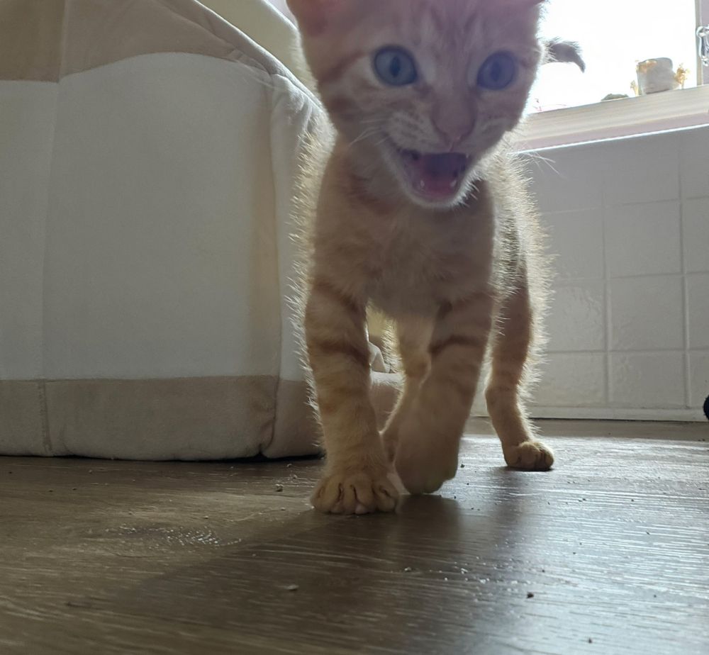 An orange kitten with wide eyes walking towards the camera, mouth open. 