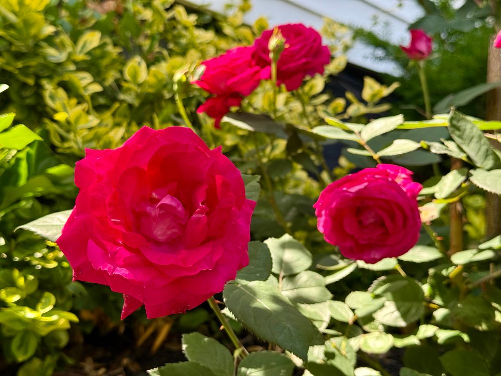 Photo of blooming bright red roses in morning sunlight.