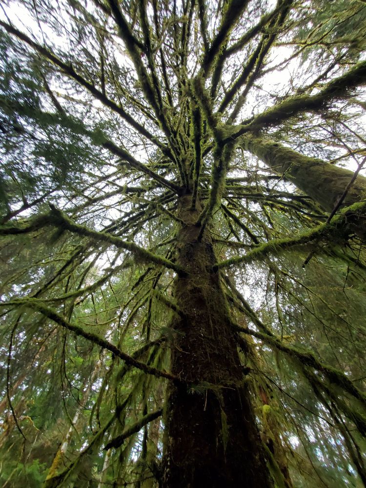 Looking up the trunk of a moss covered tree. All the branches have moss hanging off them as well. 