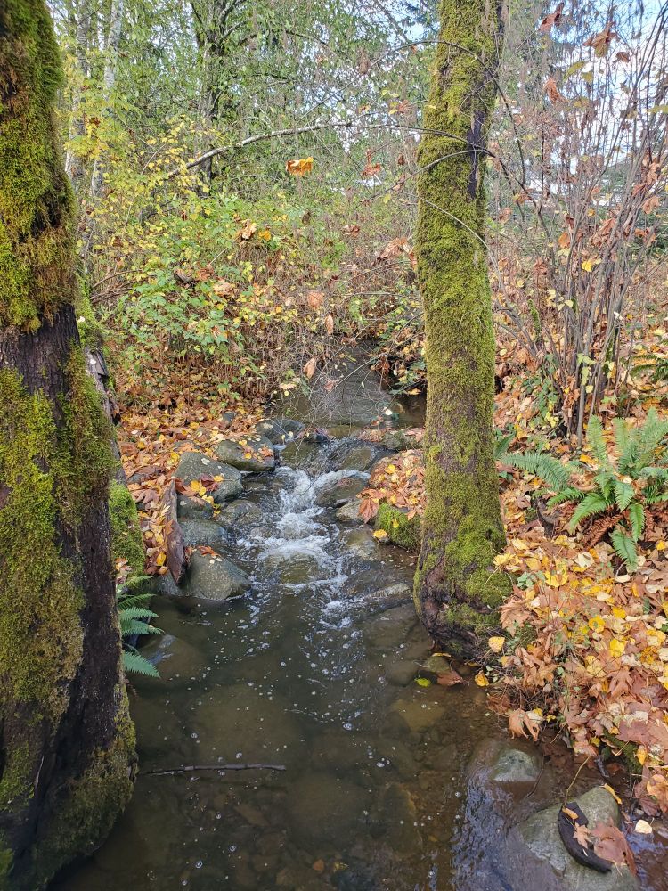 A creek flanked by yellow and brown fallen leaves, and tree trunks covered in green moss. 