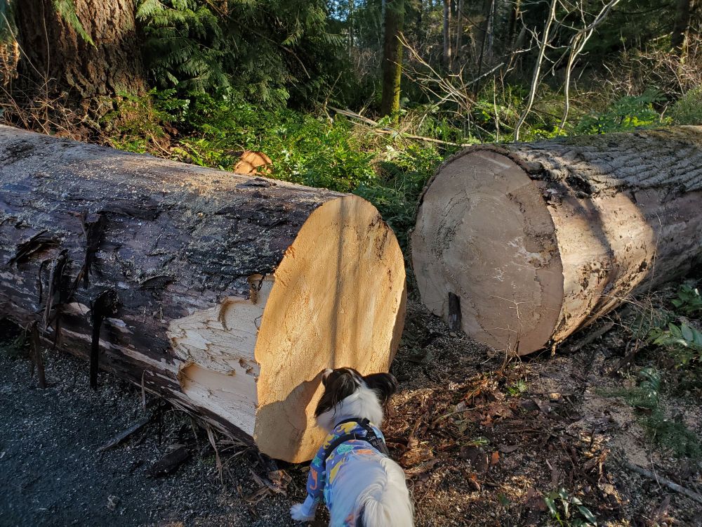 A black and white papillon dog in dinosaur pajamas sniffs a freshly sawed fallen tree trunk. 
