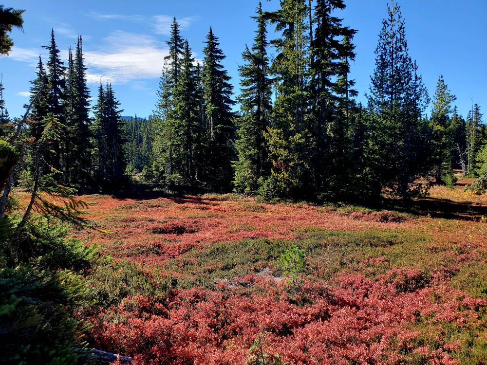 Foreground is a meadow of red, orange and green low shrubbery. Mid-photo is narrow fir trees, and the background is bright blue sky with thin white clouds on the upper left of the scene. 