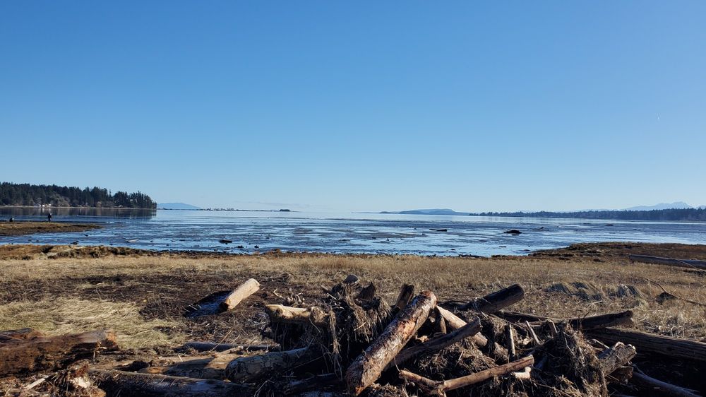 Foreground is a pile of driftwood logs, stacked haphazardly on each other, leading to estuary grasses and low tide beach, and above it all a cloudless blue sky. In the distance, the outlines of smaller islands. 