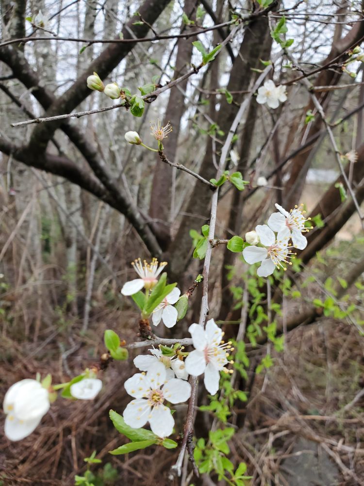 White plum blossoms on mostly bare branches, but there are a few small, bright green leaves emerging. The background is of more bare branches, unfocused and tangled. 