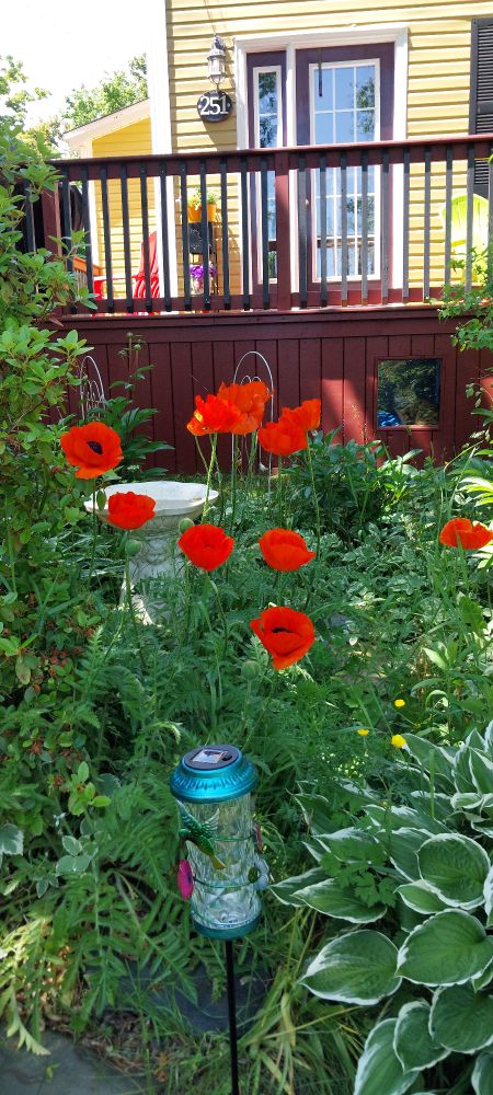 Poppies