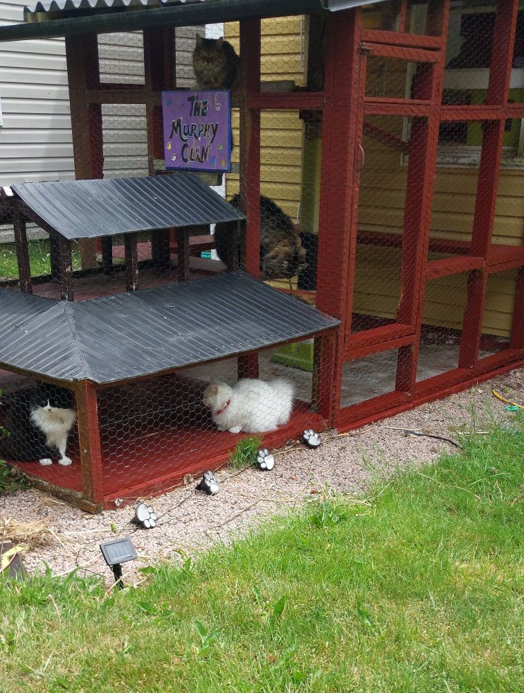 Catio