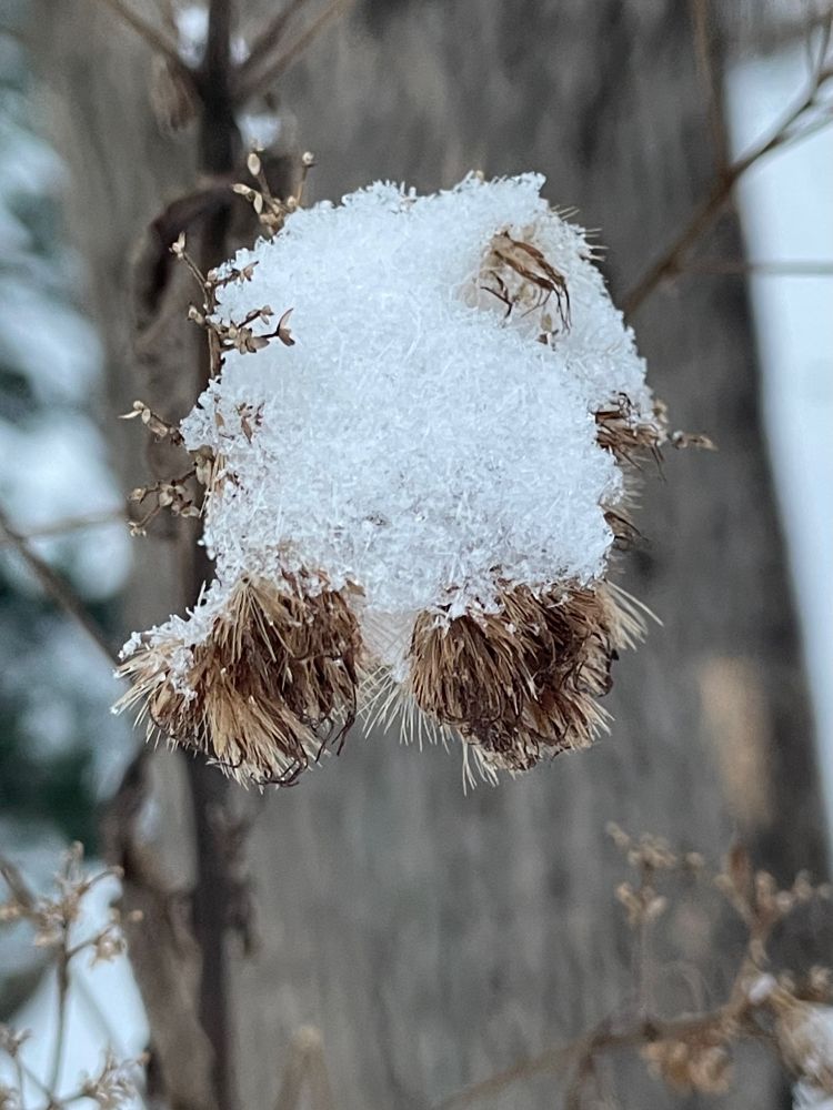 Snow on Joe Pye Weed