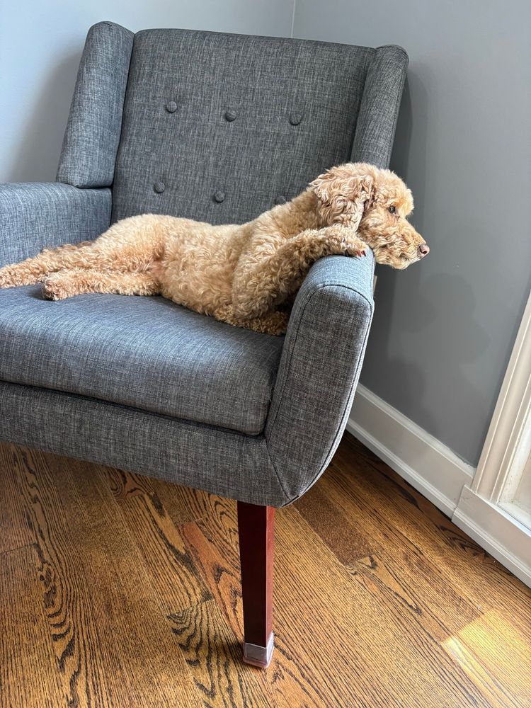 Sunny the dog staring out the window. 