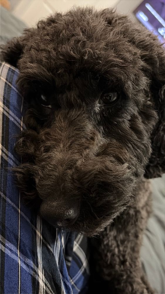 Close up cute dog face