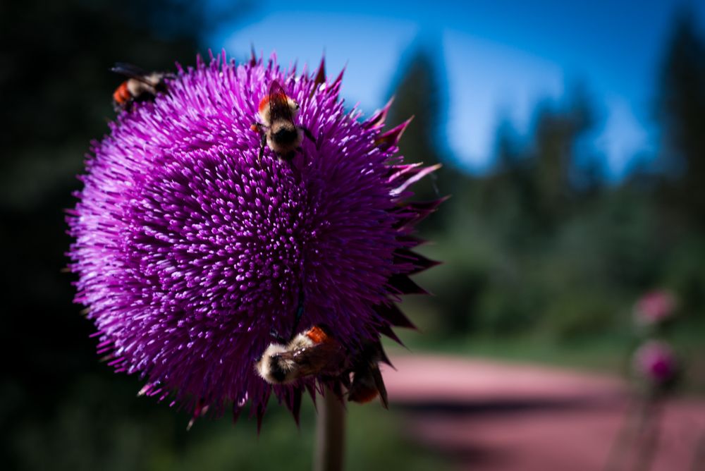 A purple mountain flower blooms while bees do their work. 