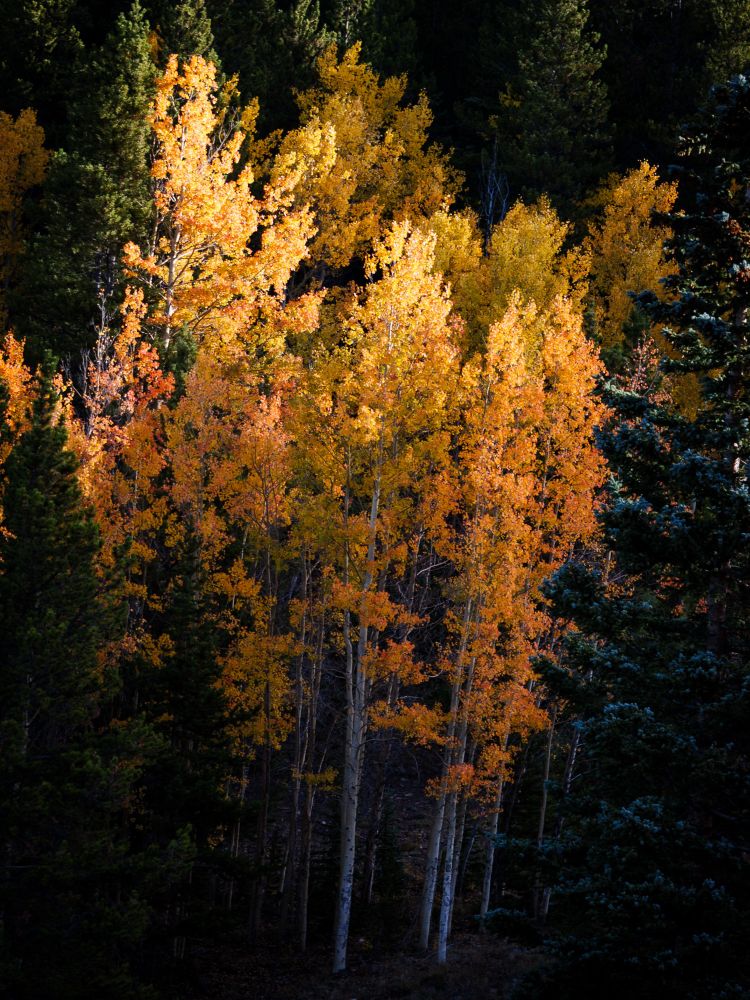 A cluster of golden Aspen trees standing in a pine forest. The sun light is just touching the tips of the trees as it rises over a ridge