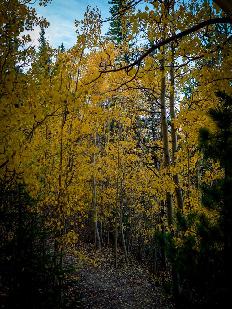 A path through a forest of Aspen trees, golden from the Fall