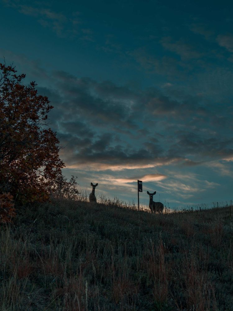 Looking up a grassy hill at two deer staring back at me