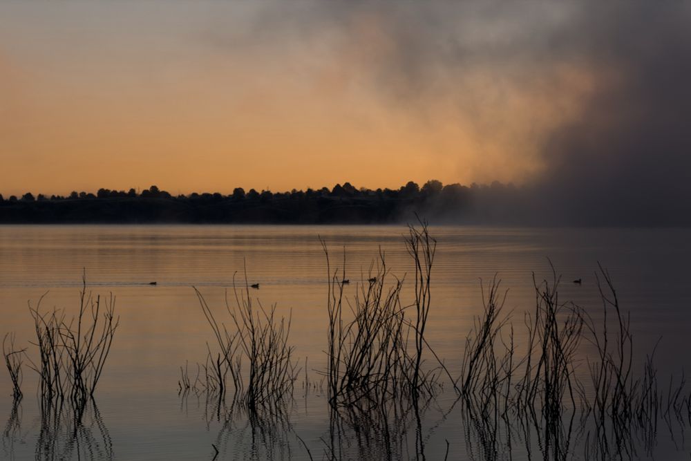 Ducks paddle by behind grass in a lake with fog rolling over the water while the sun rises behind