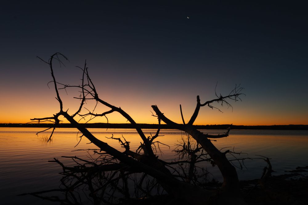 The crescent moon above gnarled branches of a tree, over the water in the early light