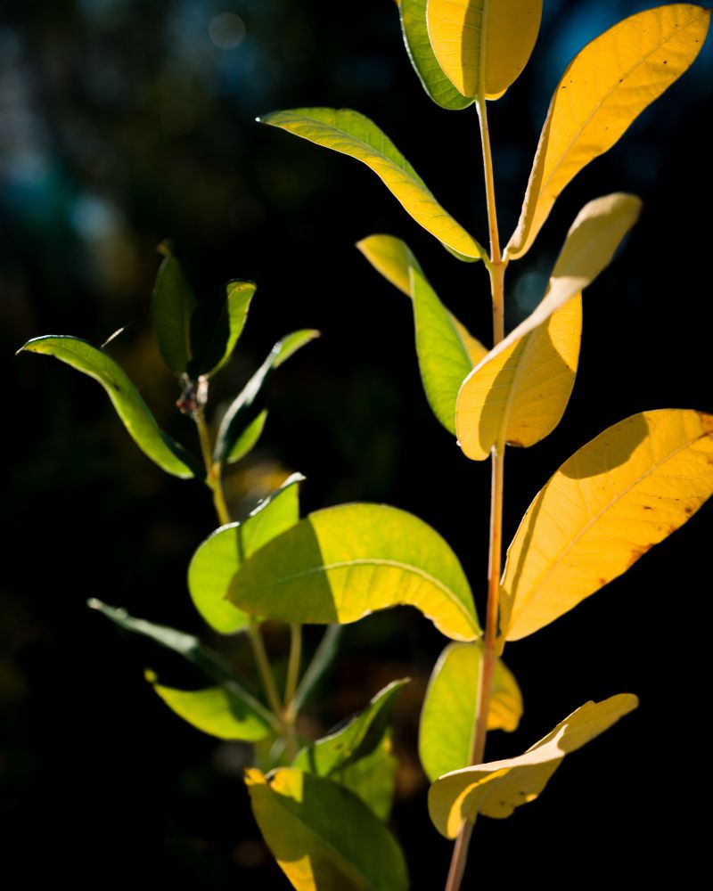 Yellow and green leaves in a plant, bright in the sun, against a dark background