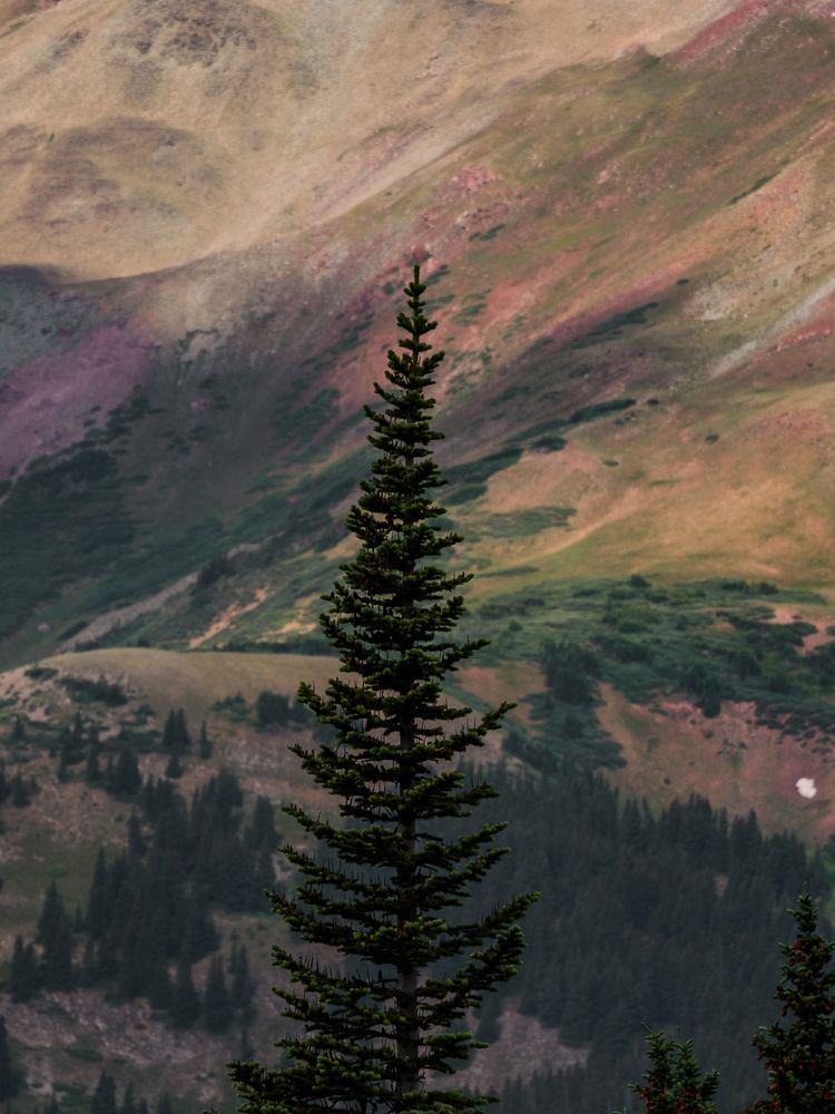 A single pine tree stands in focus against the backdrop of a massive mountain. The mountainside is colorful, and shaded from clouds above. 
