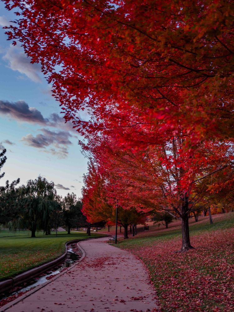 A path winds through a park, with trees bright red from the Fall color change