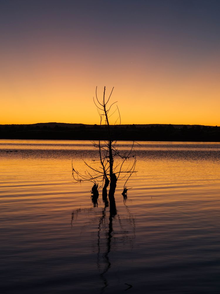 A small tree stands in the water with yellow and gold and blue gradient light surrounding it