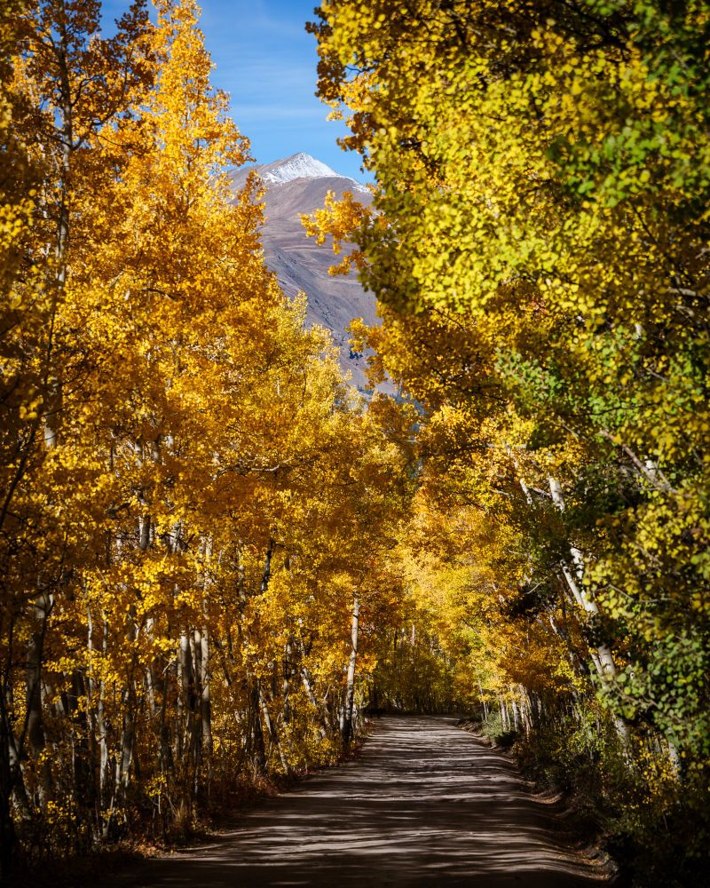 A door road surrounded by alpine trees changing color. There is a giant snow-capped peak peeking out of the tops of the trees