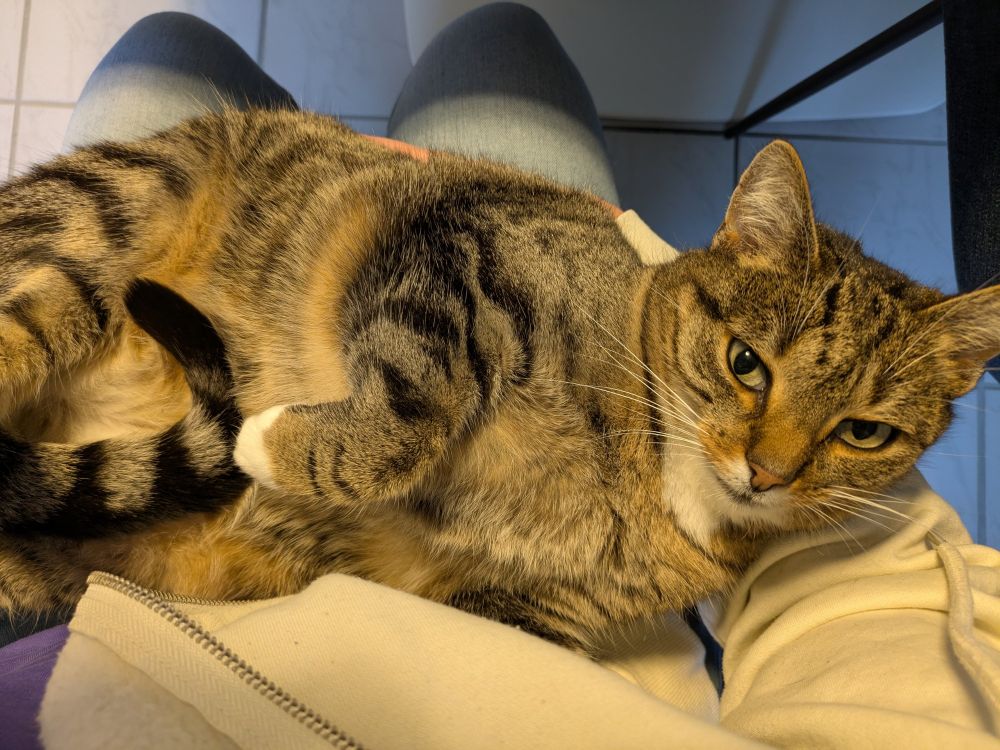 Eine Katze liegt auf dem Schoß und kuschelt sich in den Arm 