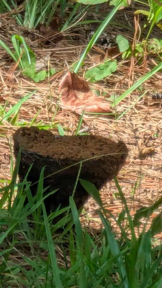 Brown fungus against light brown pine straw. Green grass in foreground.