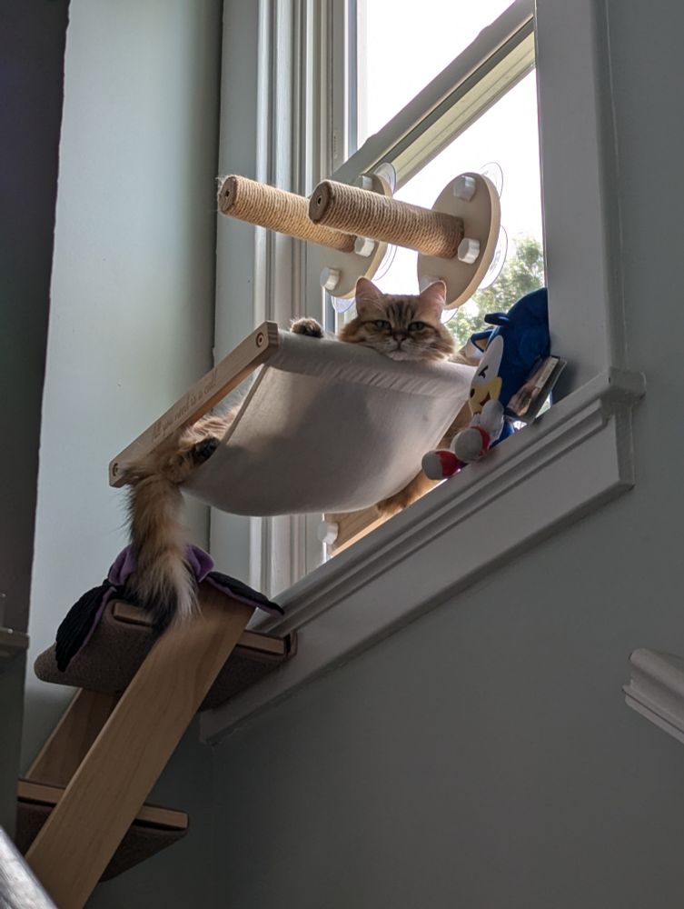 cat peeking over its window hammock