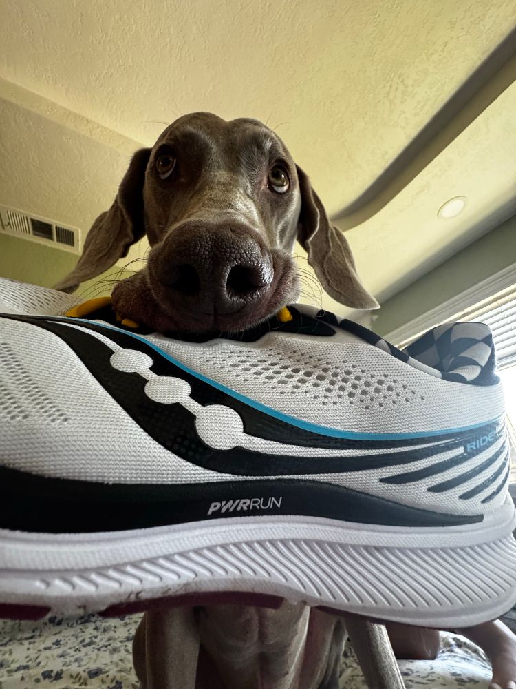 Face ow a Weimaraner with a white shoe in his mouth. 