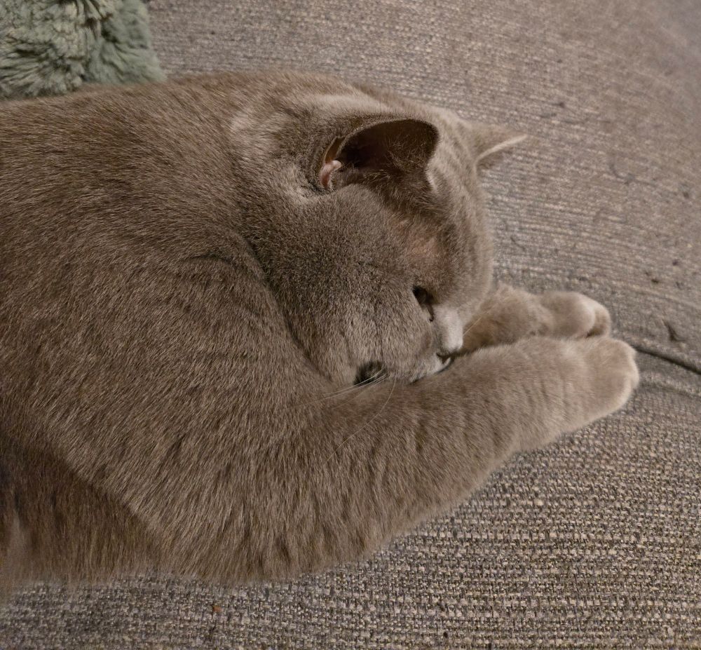 Pumpkin, a little grey cat, experiences sadness on an equally grey sofa.