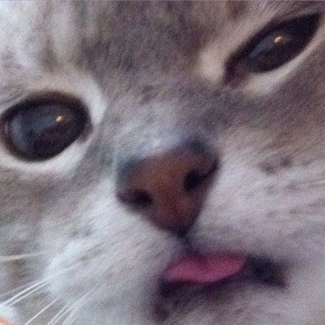 Current mood. #4 #numberfour #cat #kitty #kittyface #makingfaces #tongueout #pbthppt #billthecat #cu...