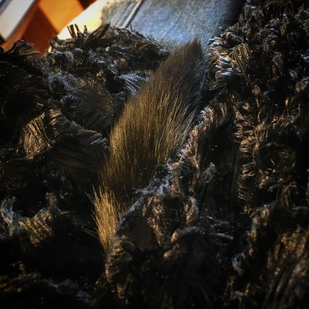 Well, it finally happened. Xena's tail has attained sentience and is striking out on its own. #cat #...