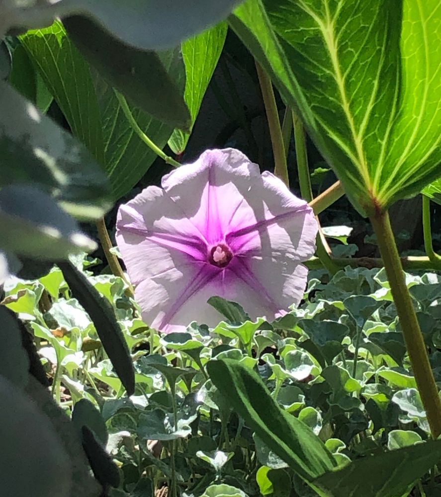 Native morning glory in sunlight 