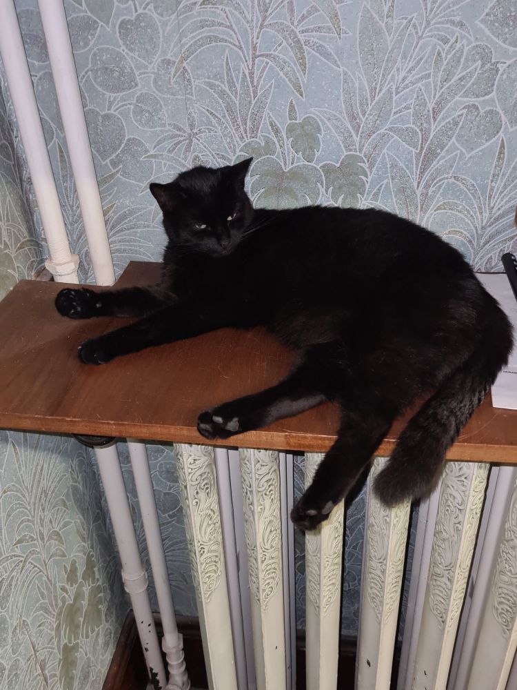 Zeina (chat noir vivant décoratif) comatant au dessus du radiateur. 
#GMB