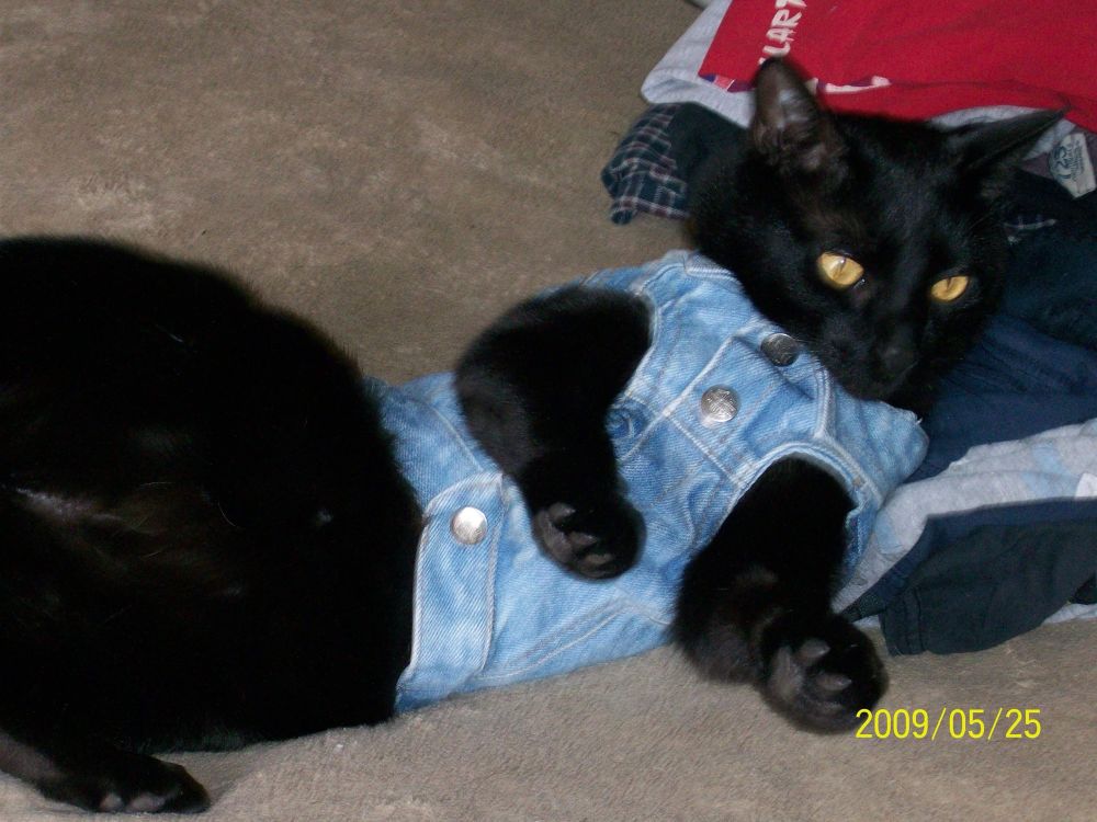 Black cat reclining while wearing a blue jean jacket. 