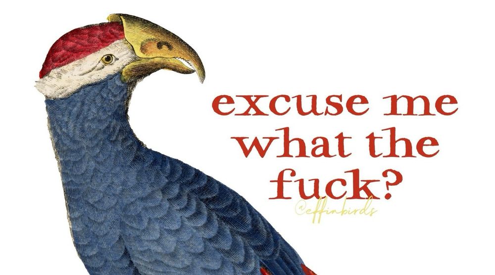 A hand drawn image of a bird with text reading “excuse me what the fuck?”

