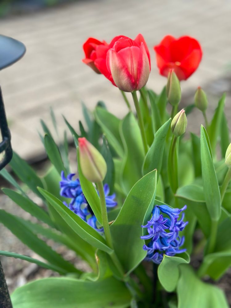Tulips and hyacinths 