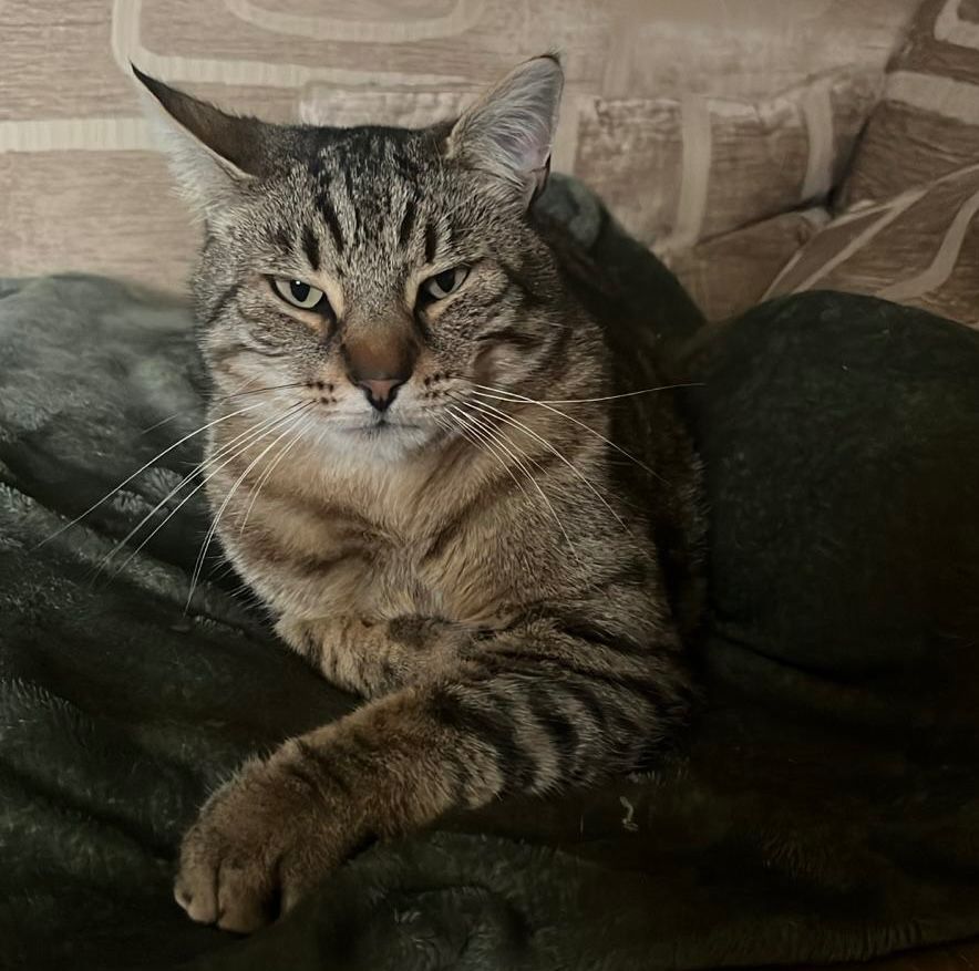 Tabby cat on a green fleecy blanket. 