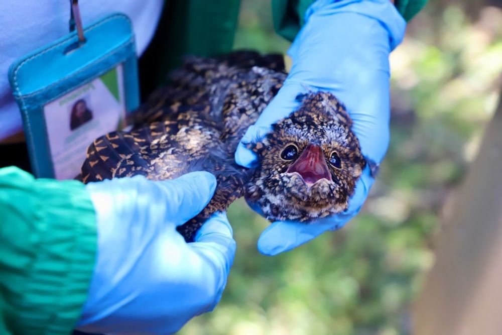 Búhos, reptiles y roedores silvestres: fauna afectada por los incendios forestales en Colombia