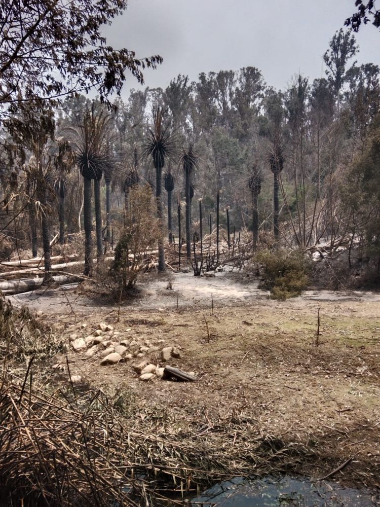 Incendios en Chile: ocho de las 400 hectáreas del Jardín Botánico Nacional son las únicas sin daños