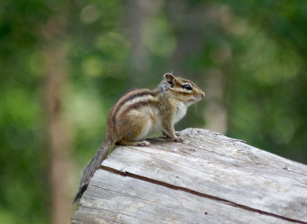 Tamia de Sibérie, un petit écureuil vu en forêt près de Paris.